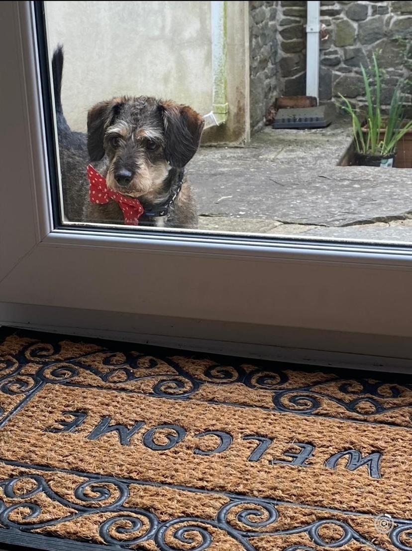 Pippin Lodge Llanwrda Εξωτερικό φωτογραφία