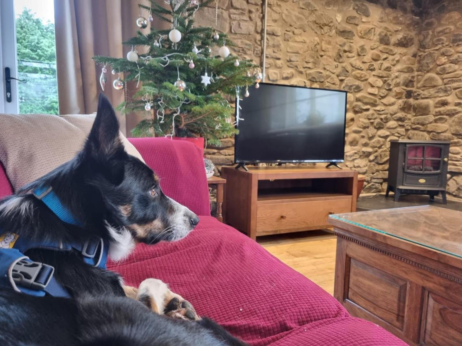 Pippin Lodge Llanwrda Εξωτερικό φωτογραφία